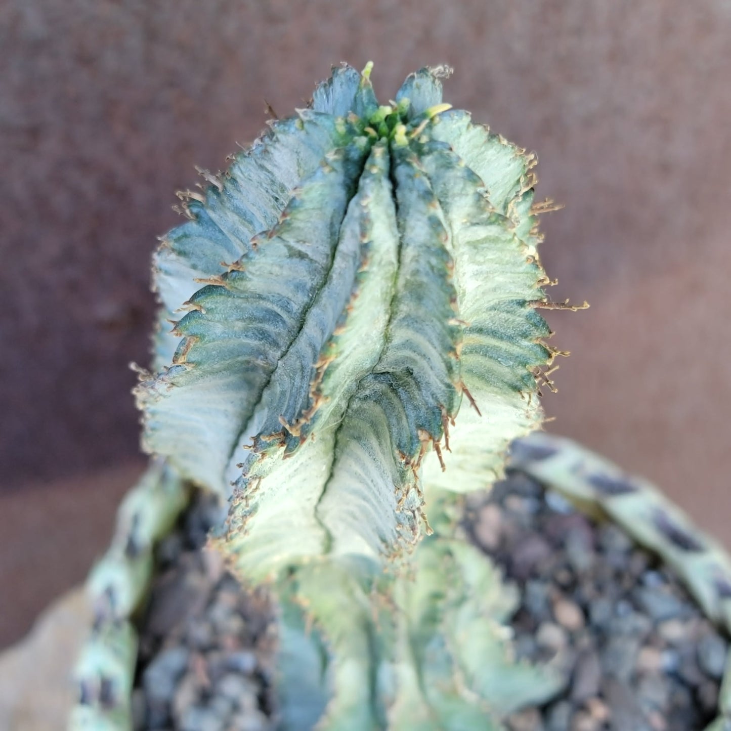 Euphorbia horrida 'Ice Storm'