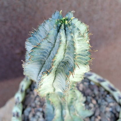 Euphorbia horrida 'Ice Storm'