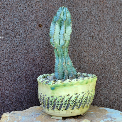 Euphorbia horrida 'Ice Storm'