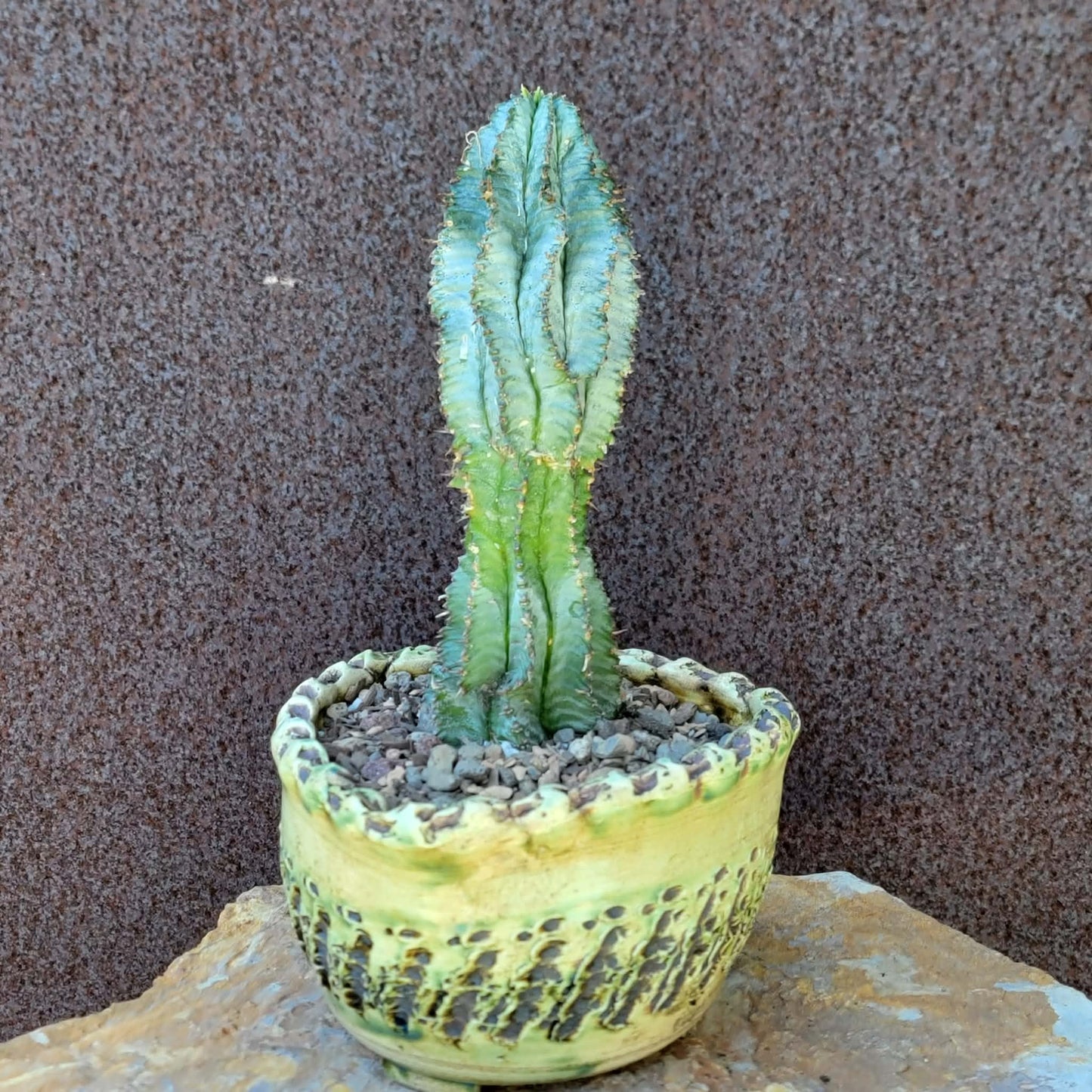 Euphorbia horrida 'Ice Storm'