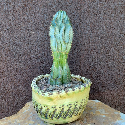 Euphorbia horrida 'Ice Storm'