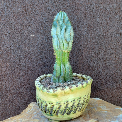 Euphorbia horrida 'Ice Storm'