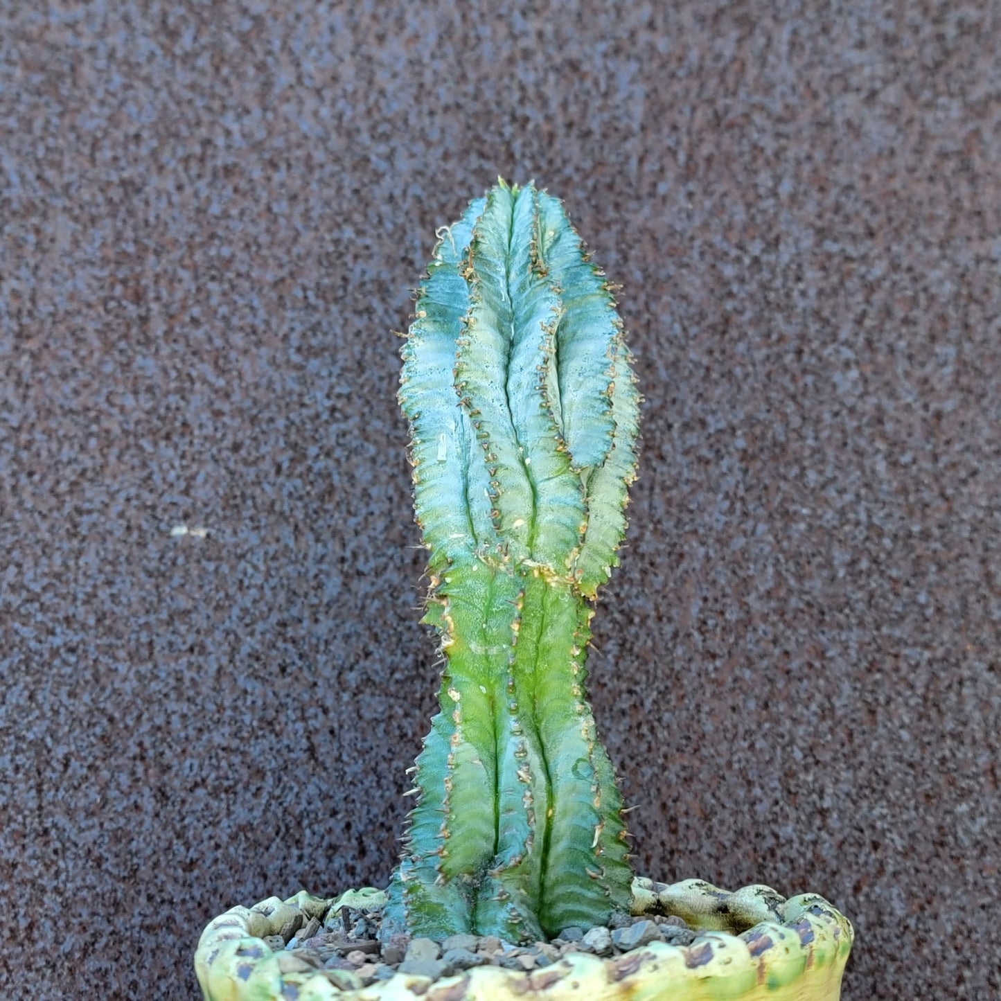 Euphorbia horrida 'Ice Storm'