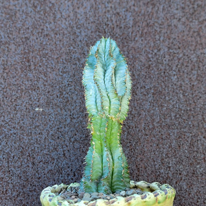 Euphorbia horrida 'Ice Storm'