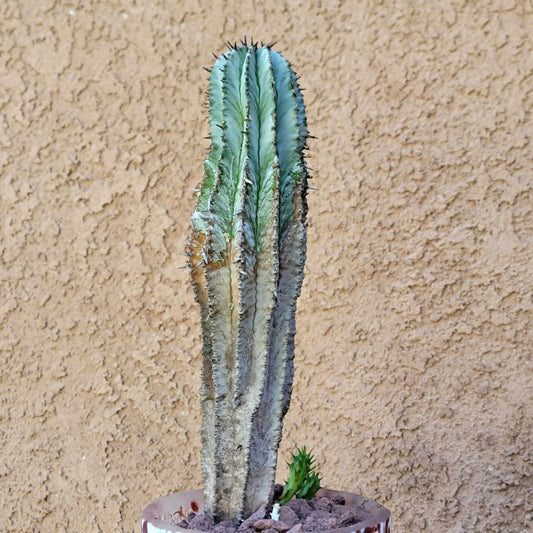 Euphorbia horrida 'Ice Storm'