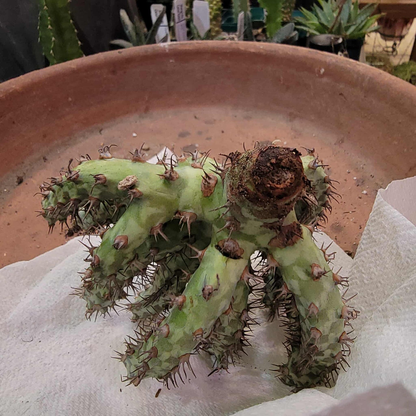Euphorbia horwoodii