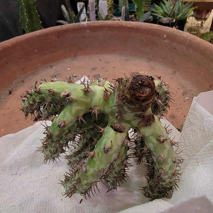Euphorbia horwoodii