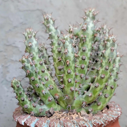 Euphorbia horwoodii