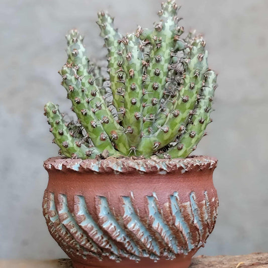 Euphorbia horwoodii