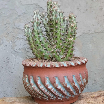 Euphorbia horwoodii