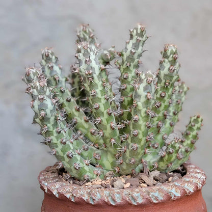 Euphorbia horwoodii
