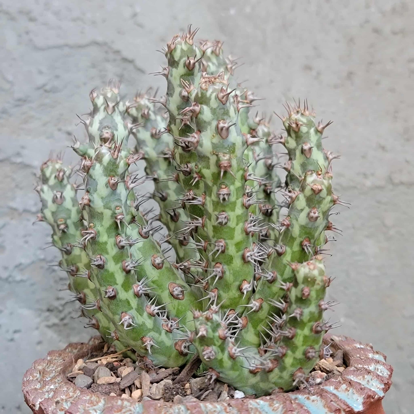 Euphorbia horwoodii