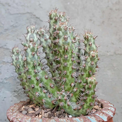Euphorbia horwoodii