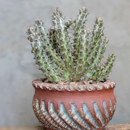 Euphorbia horwoodii