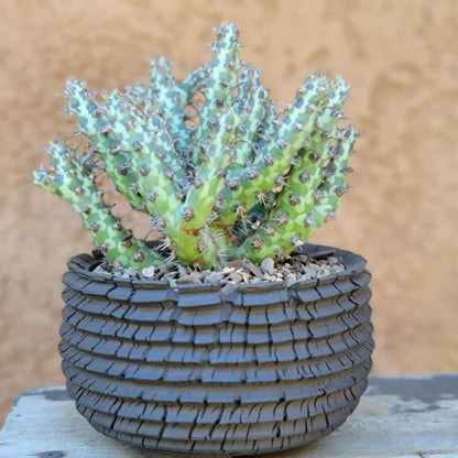 Euphorbia horwoodii