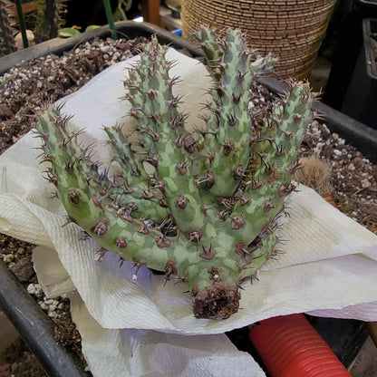 Euphorbia horwoodii