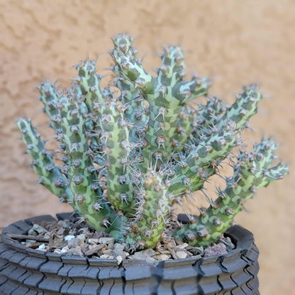 Euphorbia horwoodii