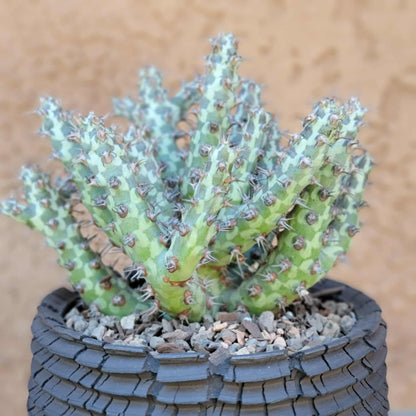 Euphorbia horwoodii
