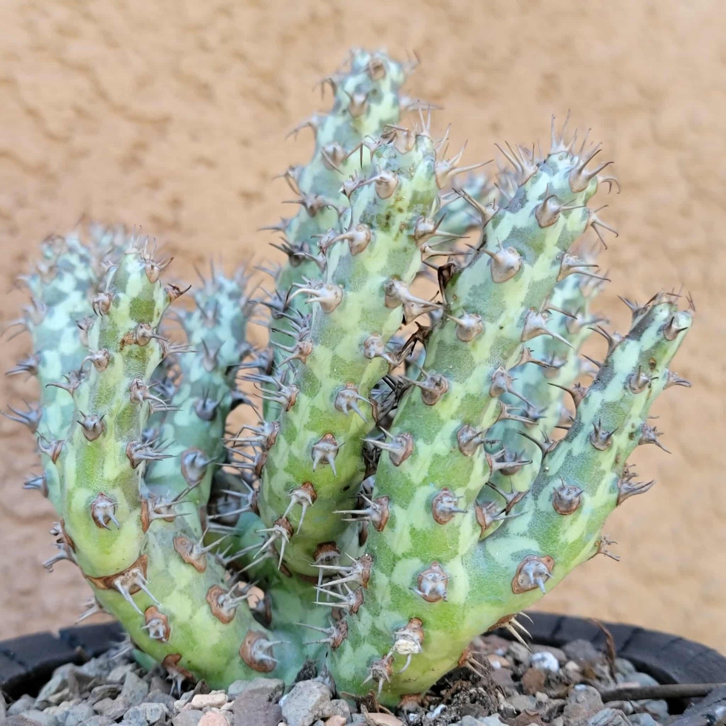 Euphorbia horwoodii