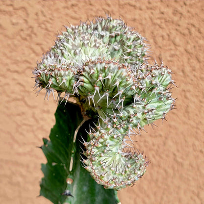 Euphorbia horwoodii cristata