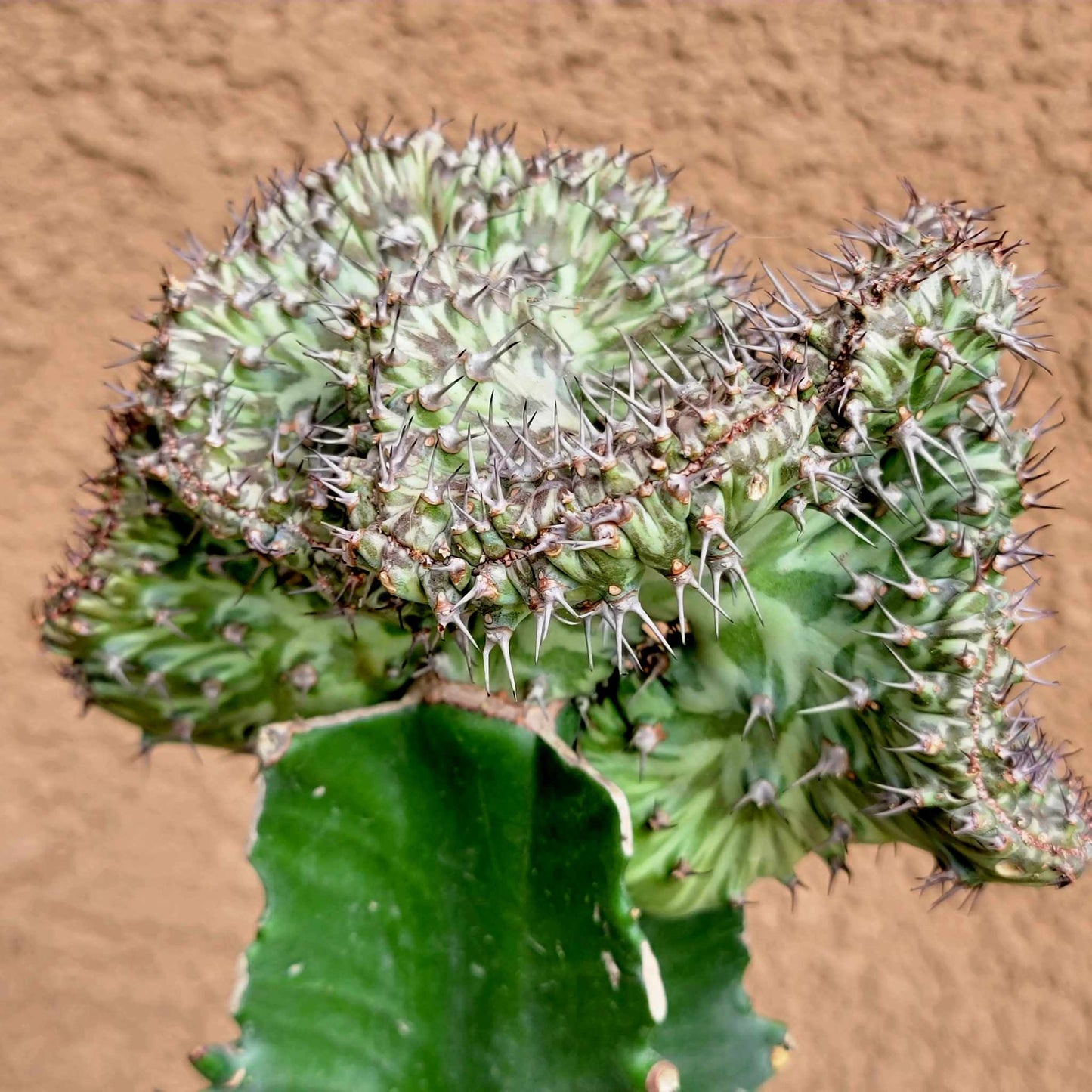 Euphorbia horwoodii cristata