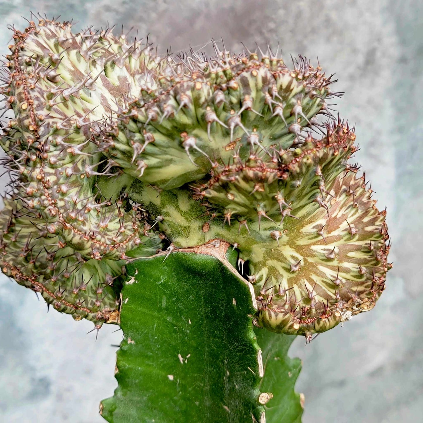 Euphorbia horwoodii cristata