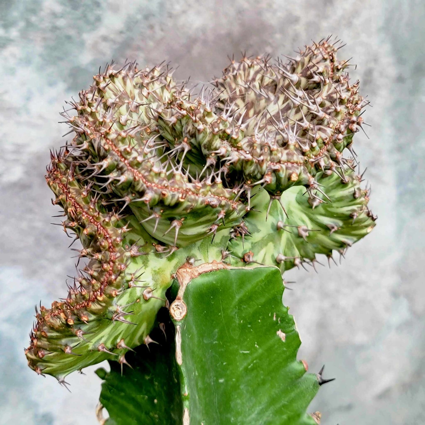 Euphorbia horwoodii cristata