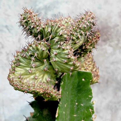 Euphorbia horwoodii cristata