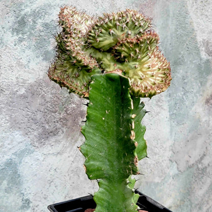 Euphorbia horwoodii cristata