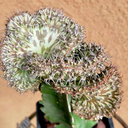 Euphorbia horwoodii cristata