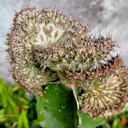 Euphorbia horwoodii cristata