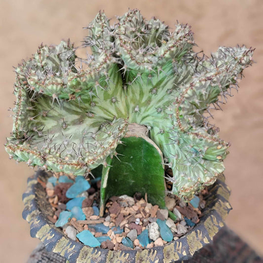 Euphorbia horwoodii cristata