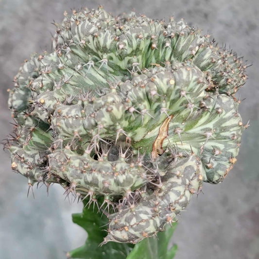 Euphorbia horwoodii cristata