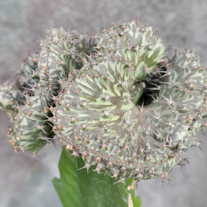 Euphorbia horwoodii cristata