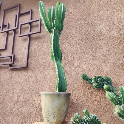 Euphorbia ingens - 4 Feet Tall!