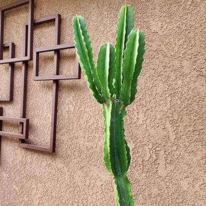 Euphorbia ingens - 4 Feet Tall!