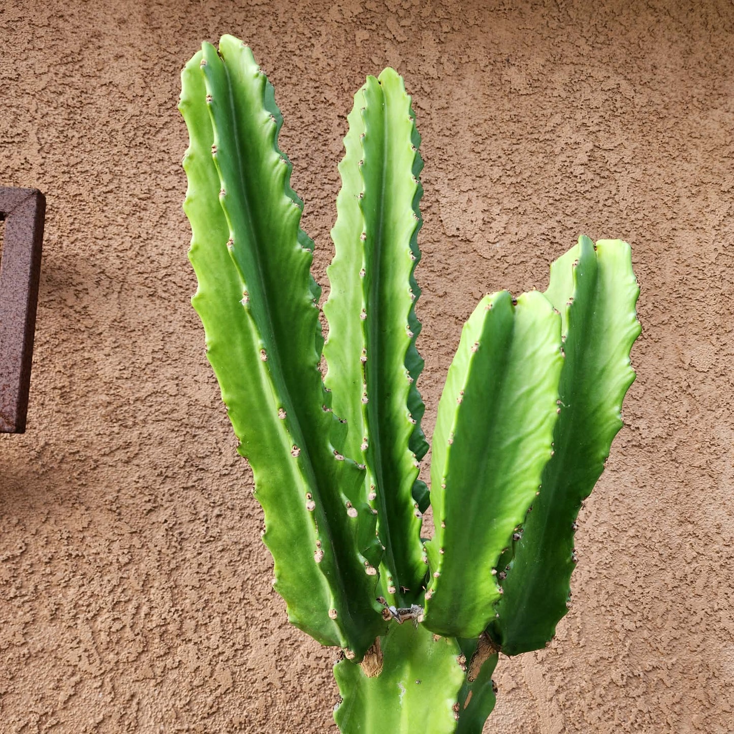 Euphorbia ingens - 4 Feet Tall!