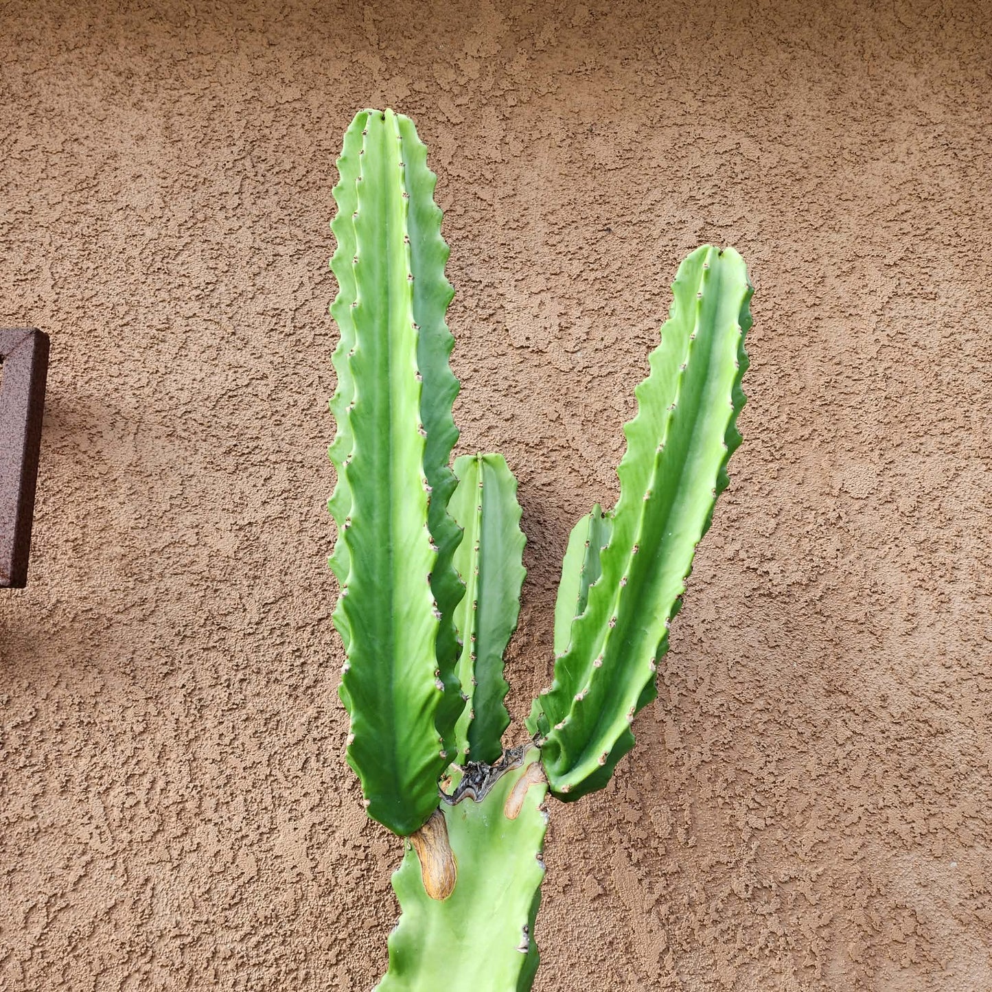 Euphorbia ingens - 4 Feet Tall!