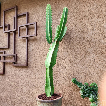 Euphorbia ingens - 4 Feet Tall!
