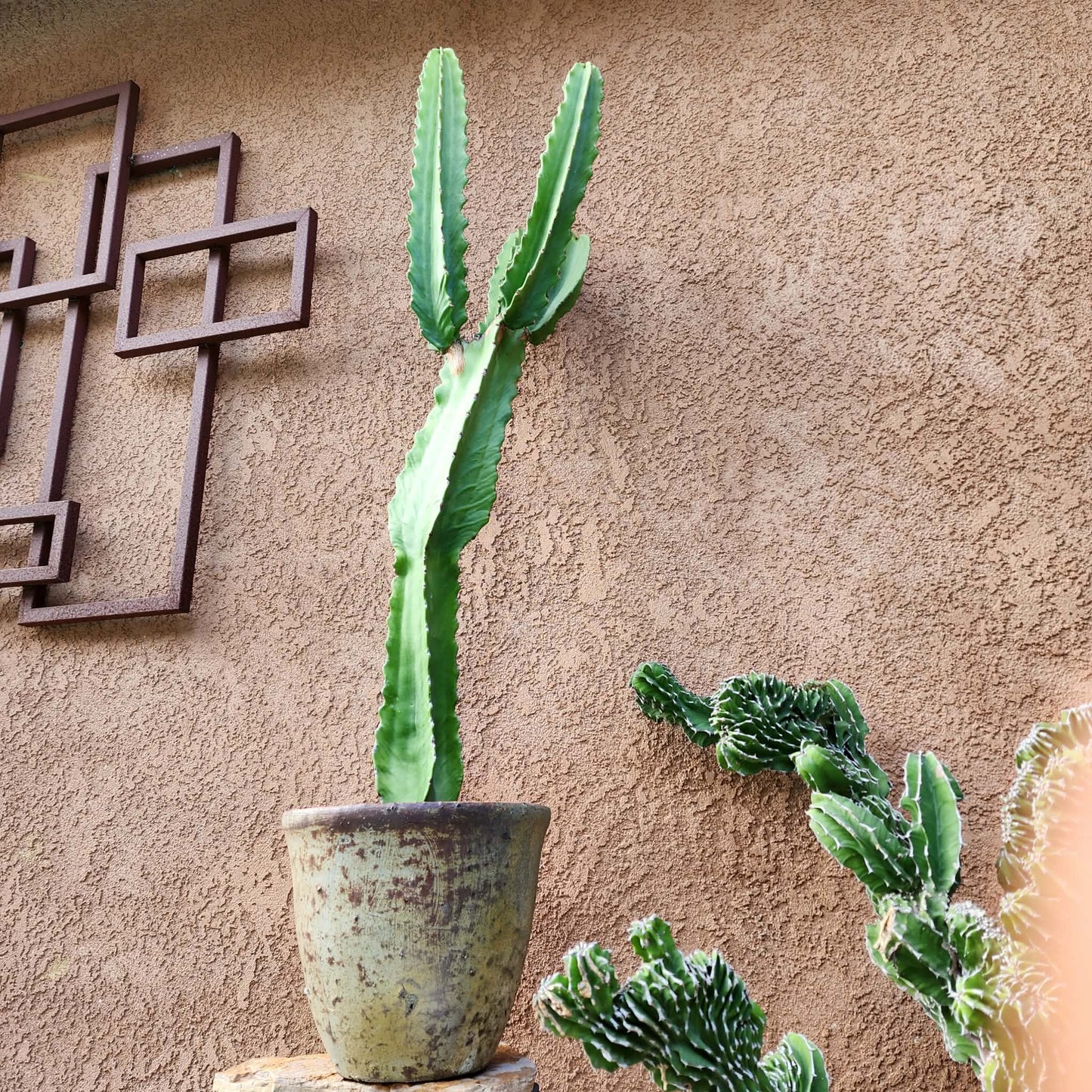 Euphorbia ingens - 4 Feet Tall!