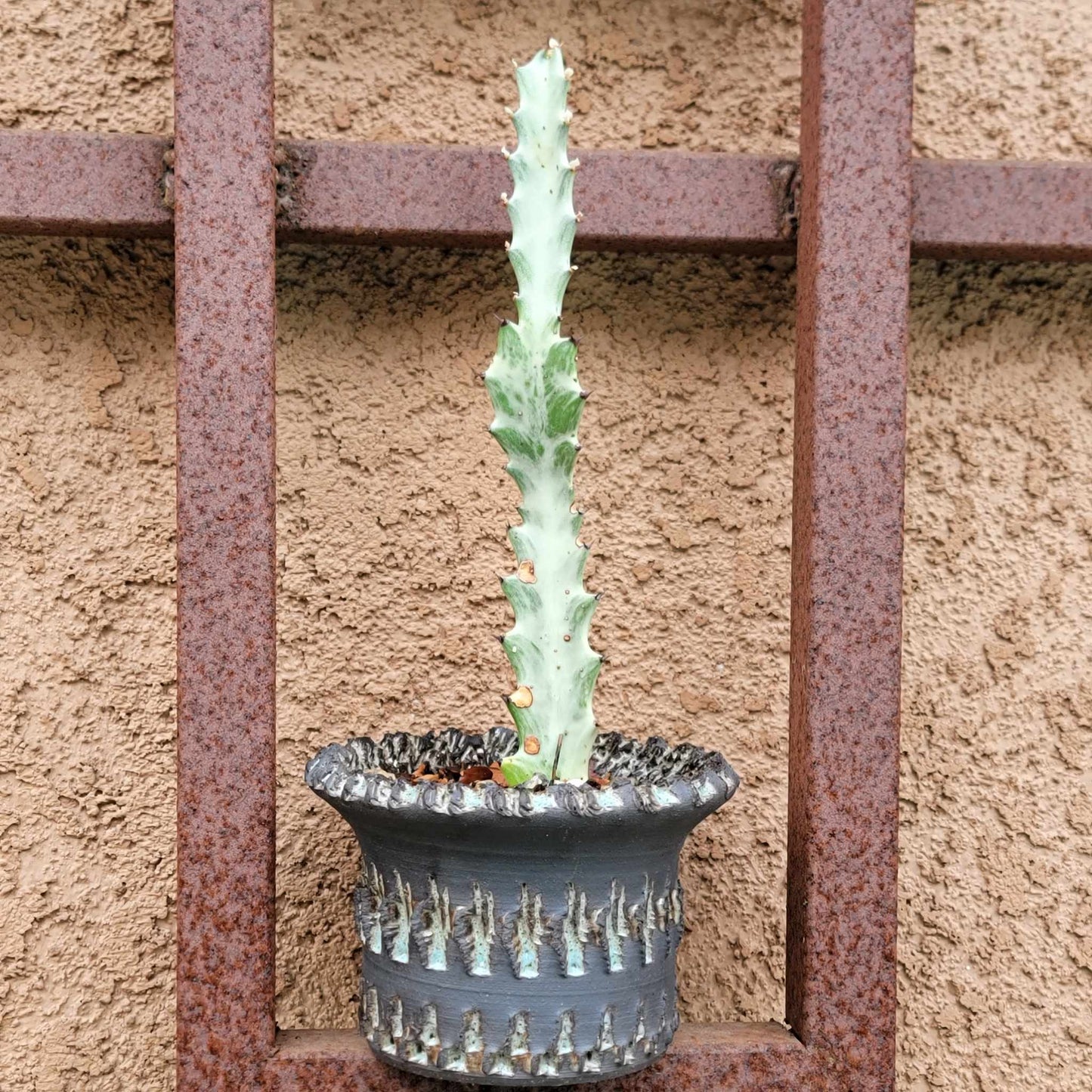 Euphorbia lactea variegata - 'White Ghost'