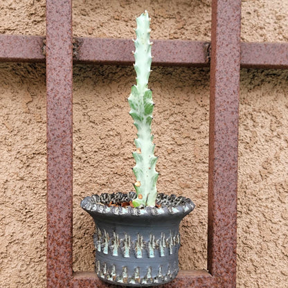 Euphorbia lactea variegata - 'White Ghost'