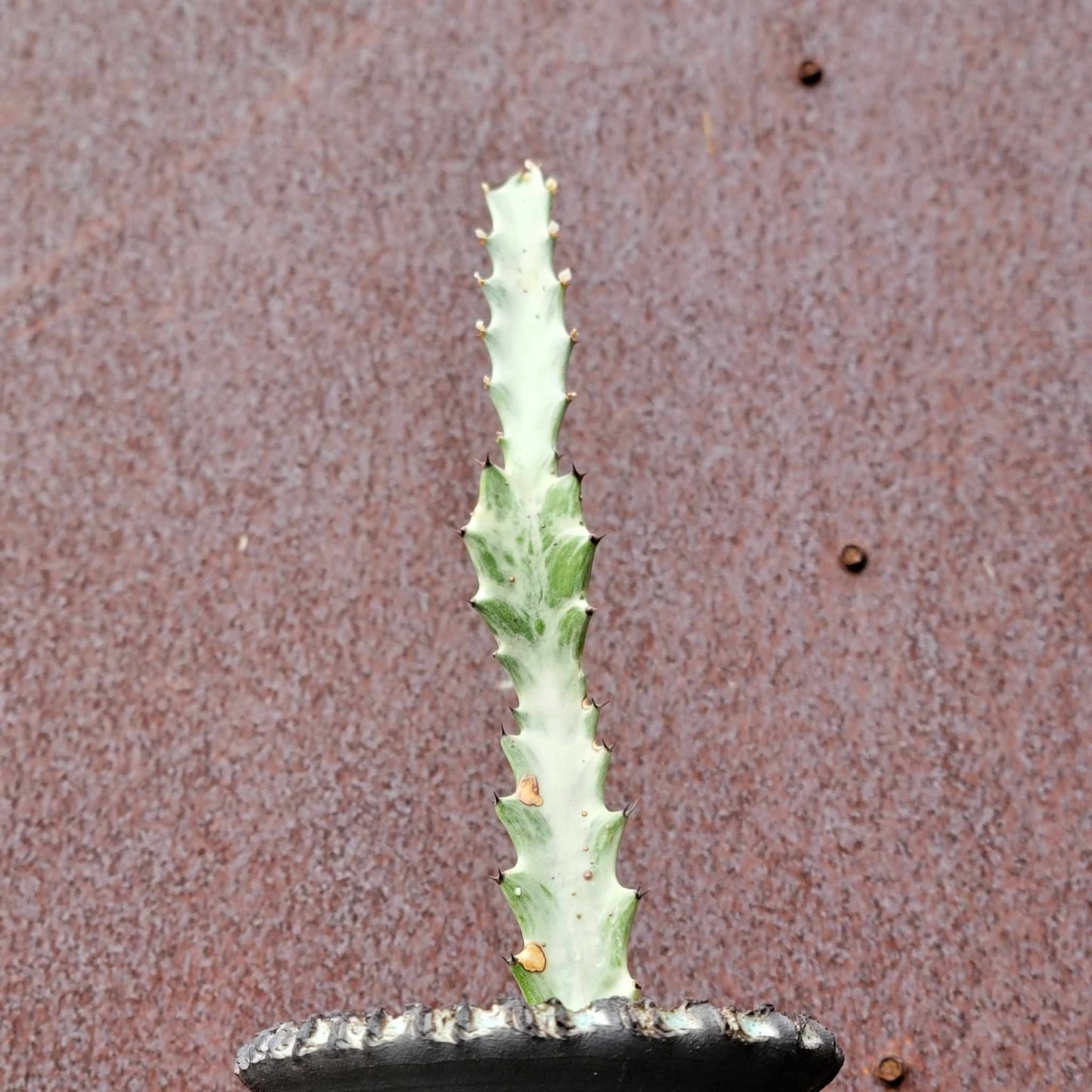 Euphorbia lactea variegata - 'White Ghost'