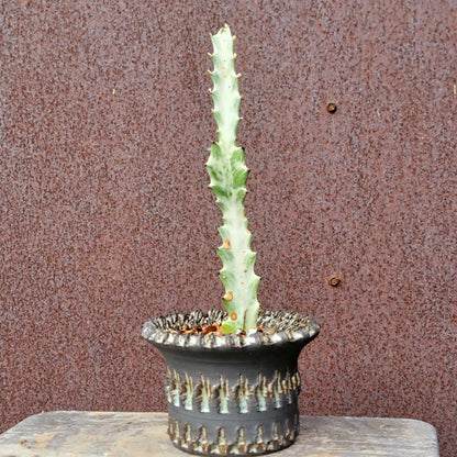 Euphorbia lactea variegata - 'White Ghost'