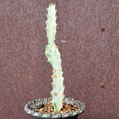 Euphorbia lactea variegata - 'White Ghost'