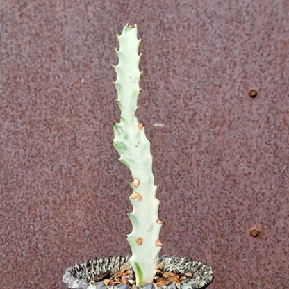 Euphorbia lactea variegata - 'White Ghost'