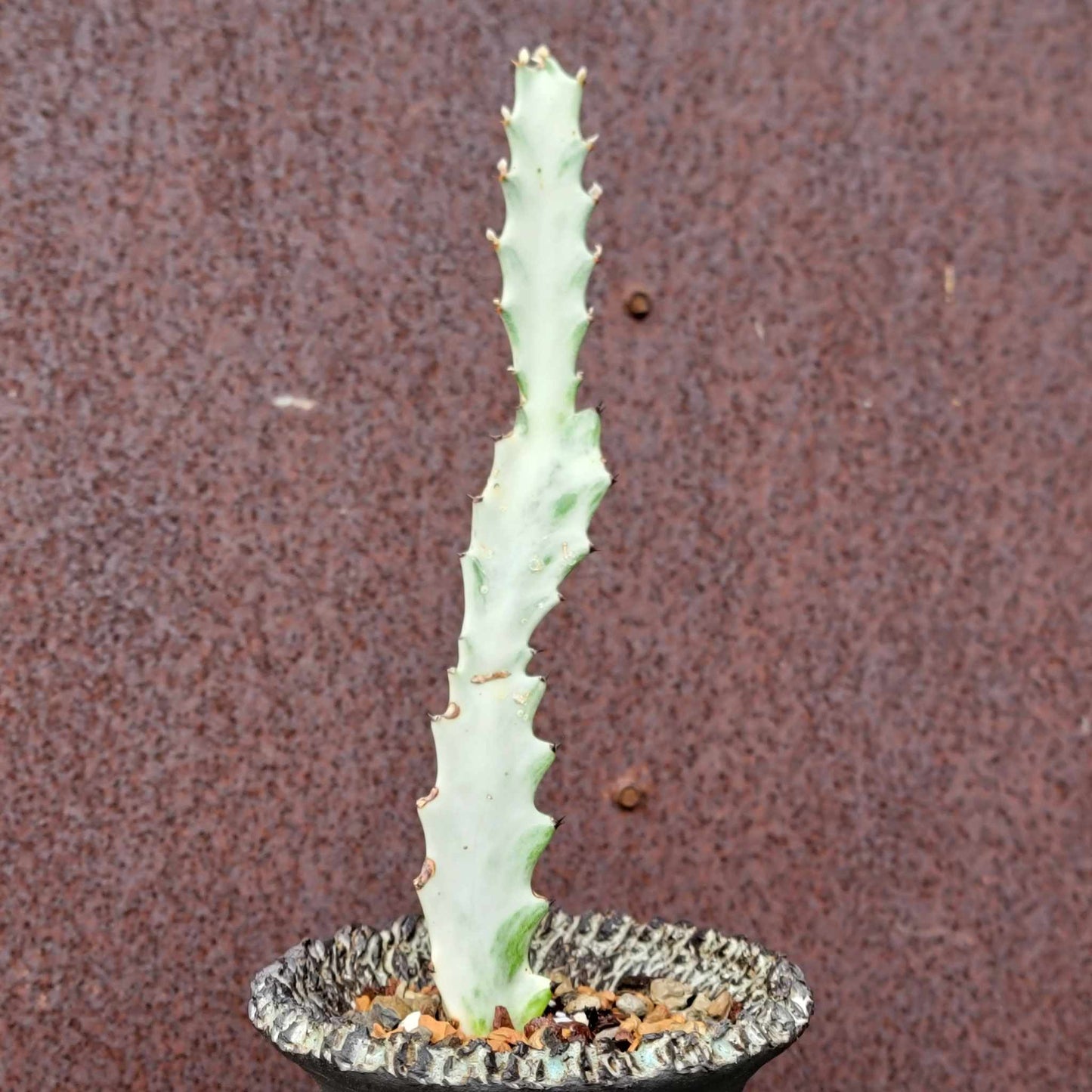 Euphorbia lactea variegata - 'White Ghost'