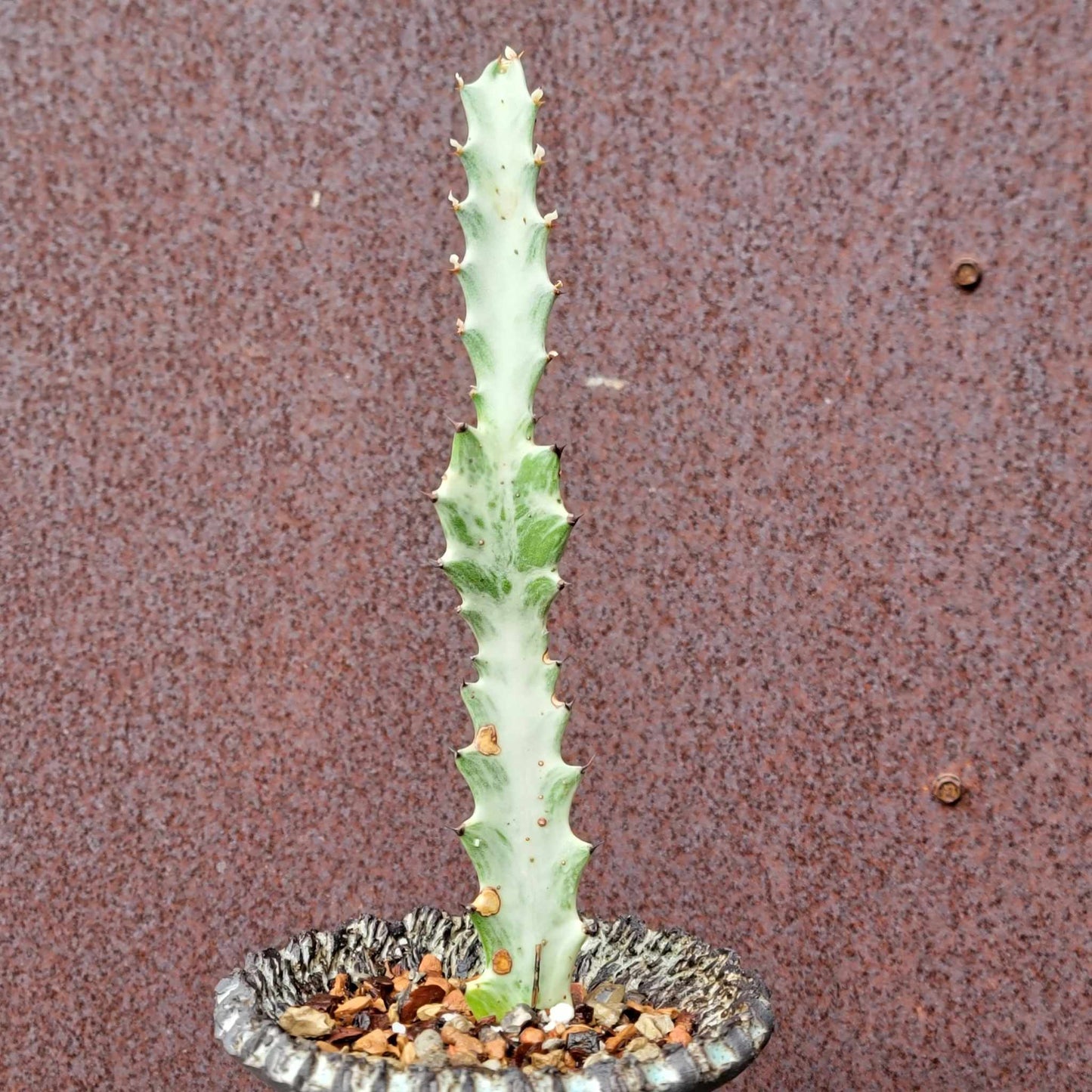 Euphorbia lactea variegata - 'White Ghost'