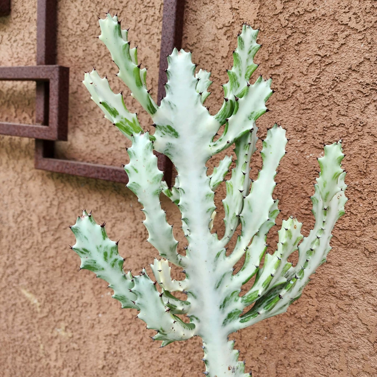 Euphorbia lactea variegata 'White Ghost' - Variegated Candelabra Spurge - 2 Feet Tall!