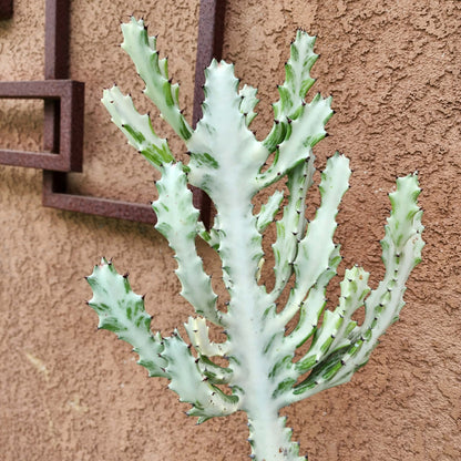 Euphorbia lactea variegata 'White Ghost' - Variegated Candelabra Spurge - 2 Feet Tall!